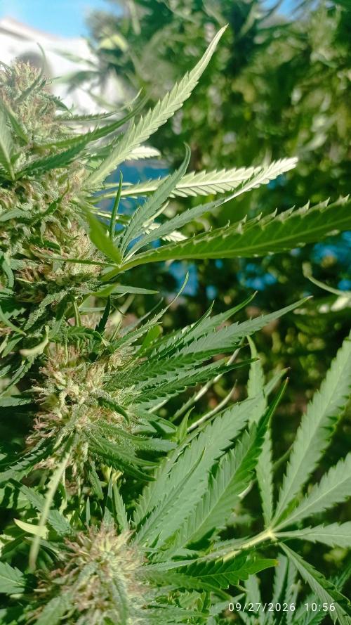 The Beast has risen #2. Week 23
