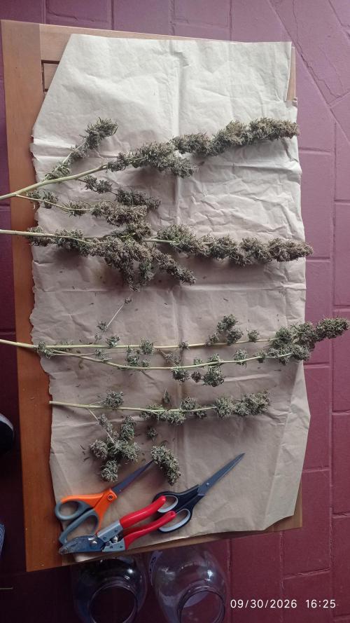 The Beast has risen #2. Week 24