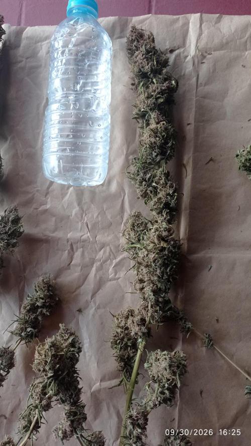 The Beast has risen #2. Week 24
