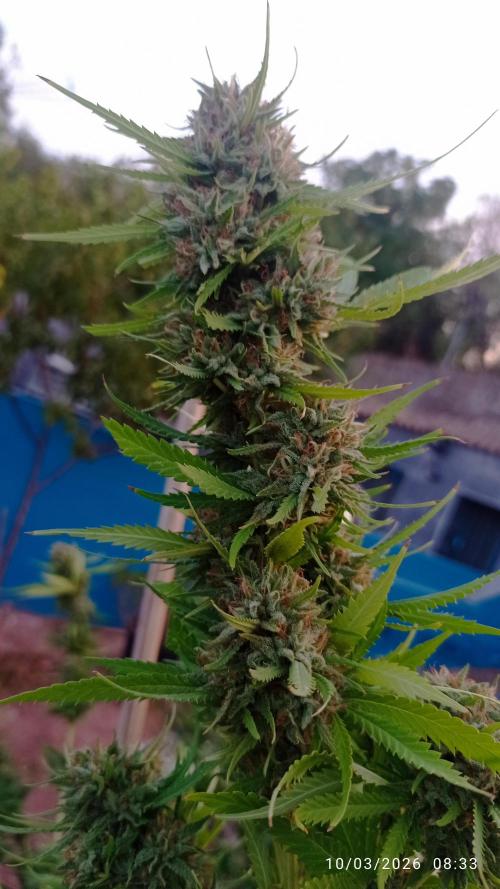 The Beast has risen #2. Week 230