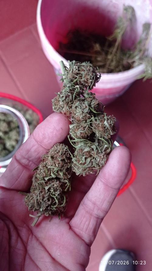 The Beast has risen #2. Week 25