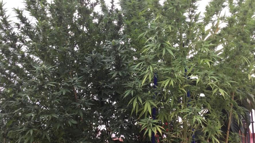 The beast have risen