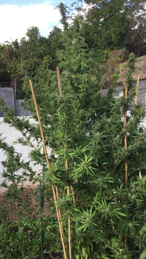 The beast have risen