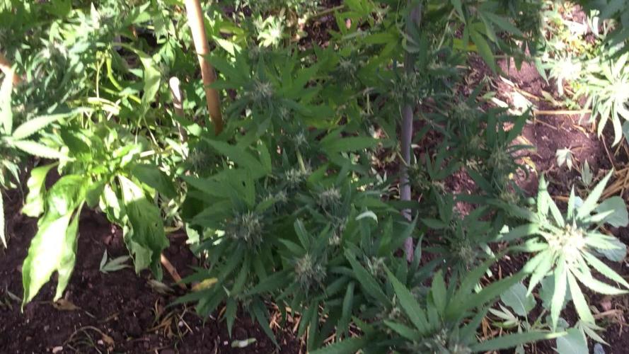 The beast have risen