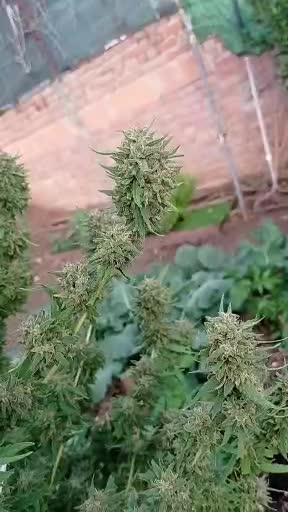 The beast have risen