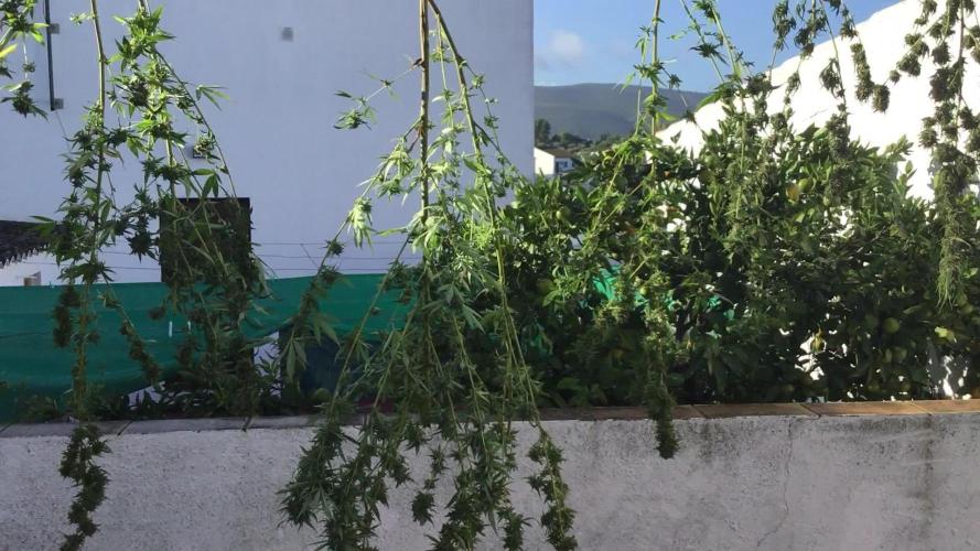 The beast have risen