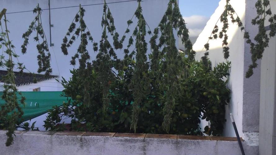 The beast have risen