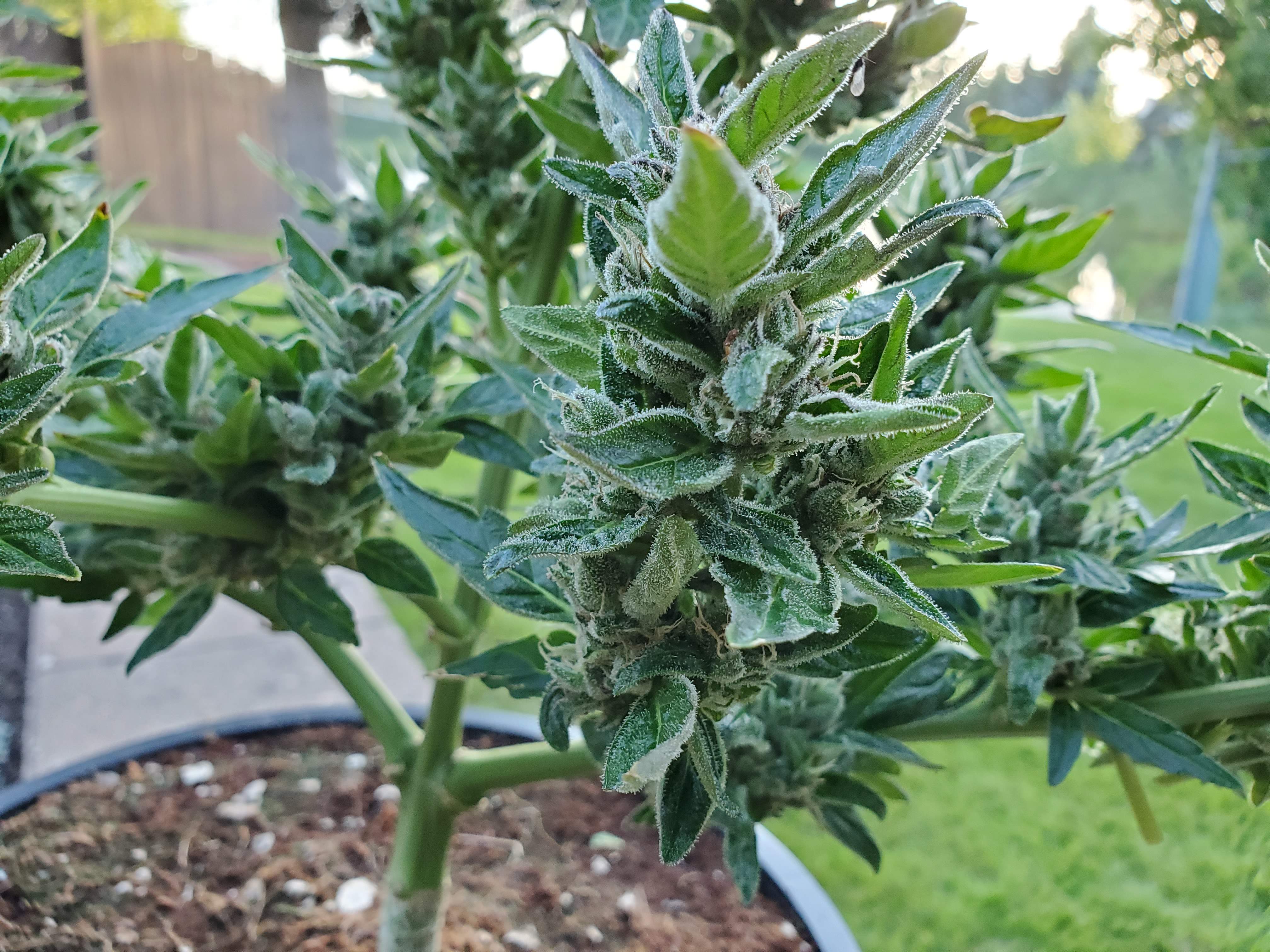 Fast Buds Pineapple Express Auto grow diary (journal) harvest13 by