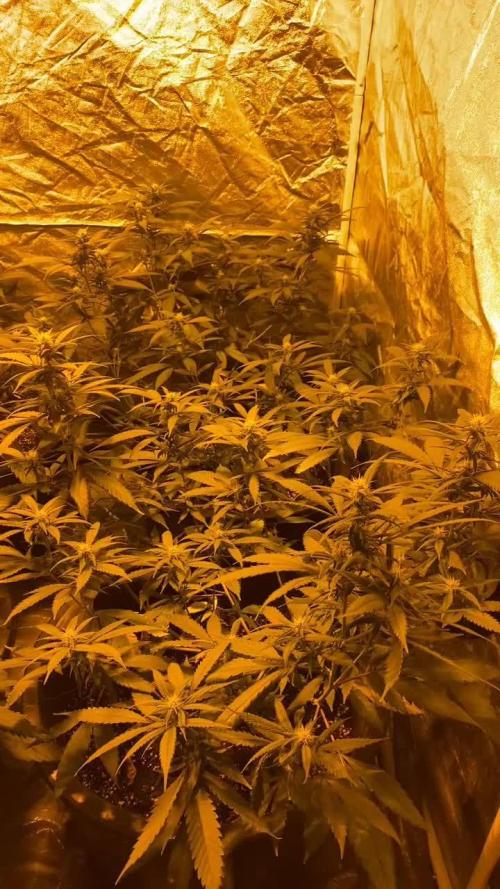 Amnesia Haze X Buddha Kush