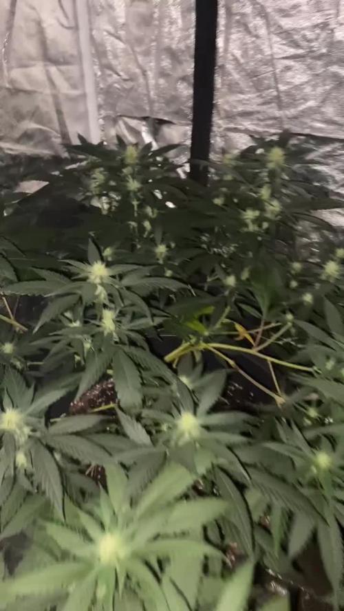 Amnesia Haze X Buddha Kush