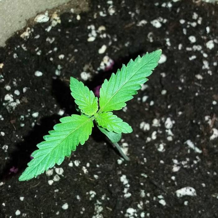 Fat Banana Grow. Week 2