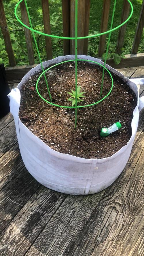 Fast Buds Stardawg Auto Outdoor