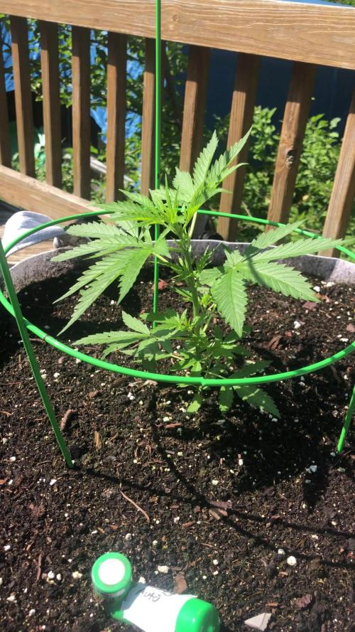 Fast Buds Stardawg Auto Outdoor