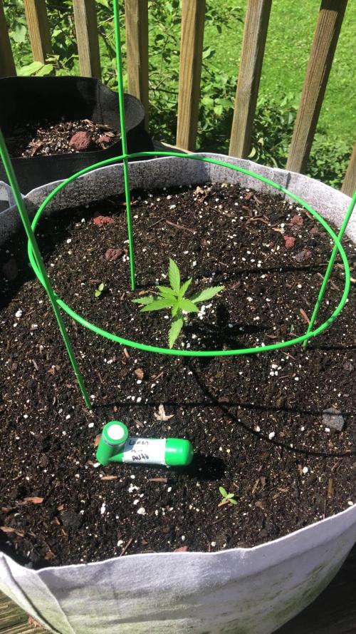 Fast Buds Lemon AK Auto Outdoor