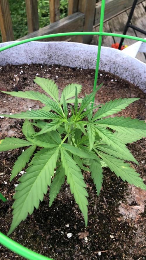 Fast Buds Lemon AK Auto Outdoor