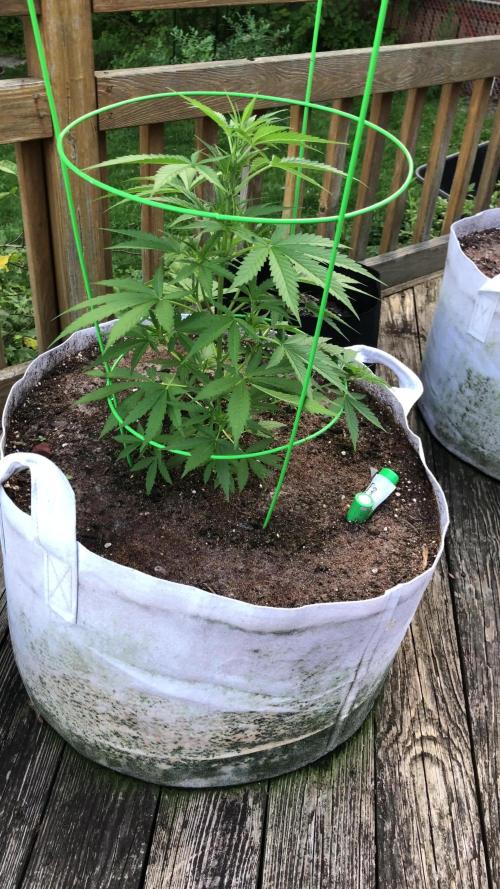 Fast Buds Stardawg Auto Outdoor