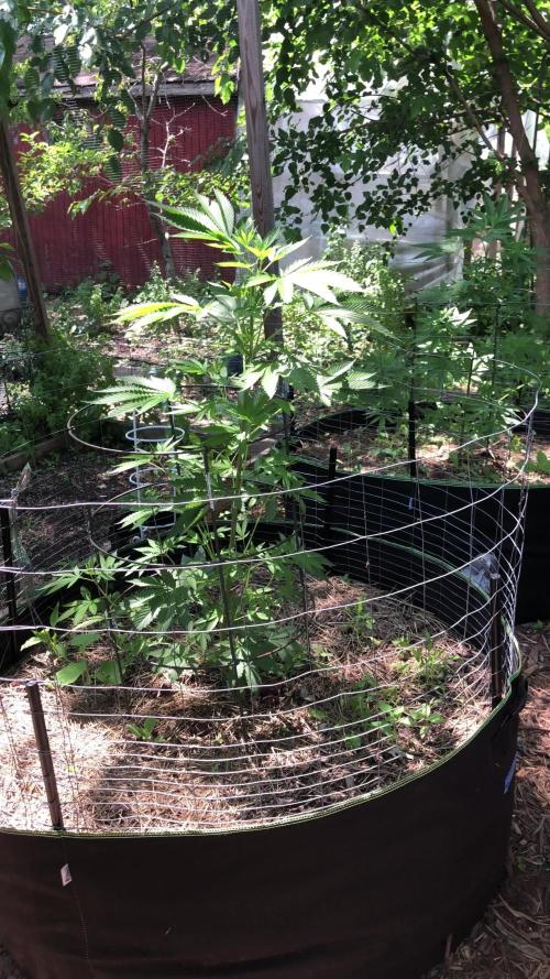 Fast Buds Rainbow Melon First Outdoor