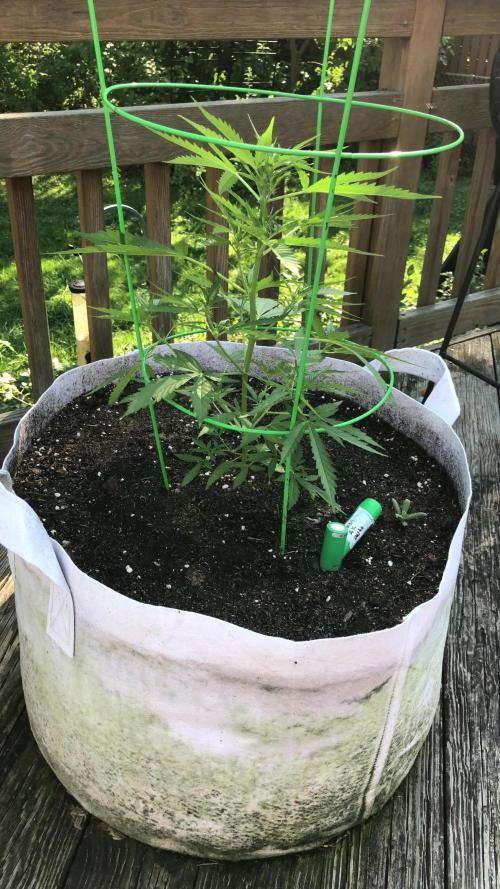 Fast Buds Lemon AK Auto Outdoor