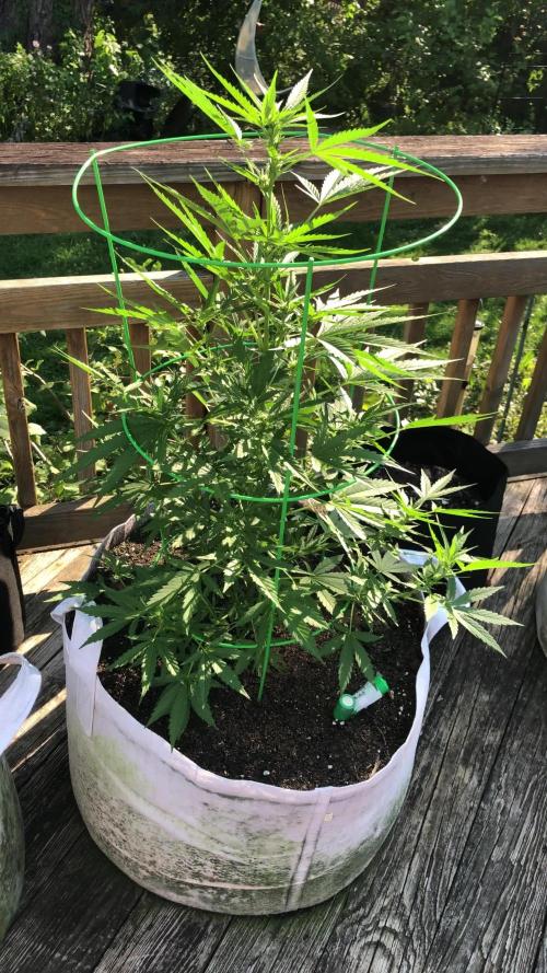 Fast Buds Stardawg Auto Outdoor