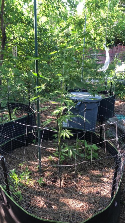 Fast Buds Rainbow Melon First Outdoor