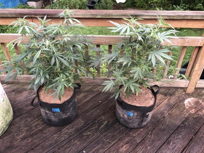 MindFlowers68