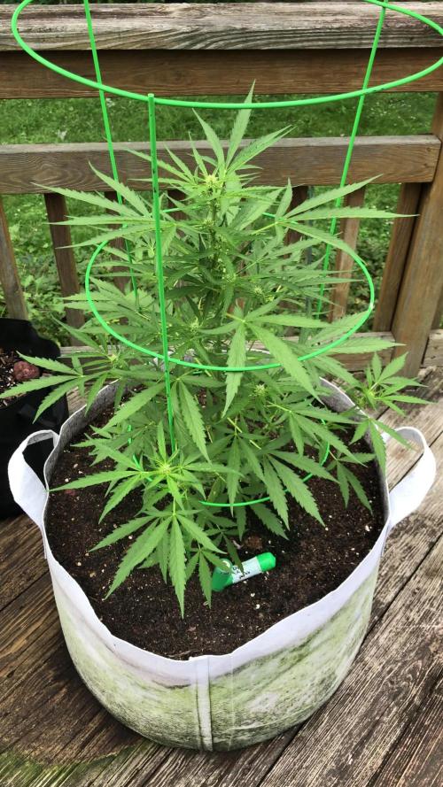 Fast Buds Lemon AK Auto Outdoor