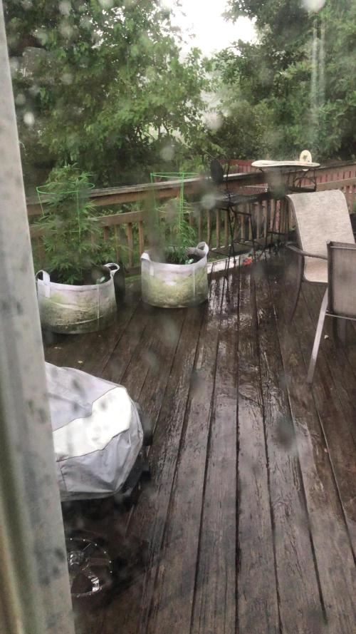 Divine Seeds Black Opium Auto Outdoor