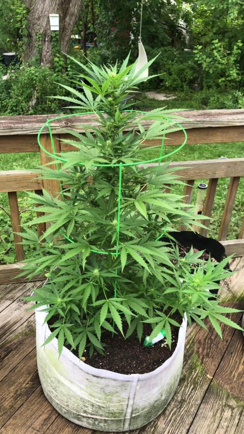 Fast Buds Stardawg Auto Outdoor