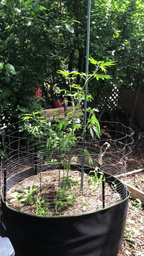 Fast Buds Rainbow Melon First Outdoor