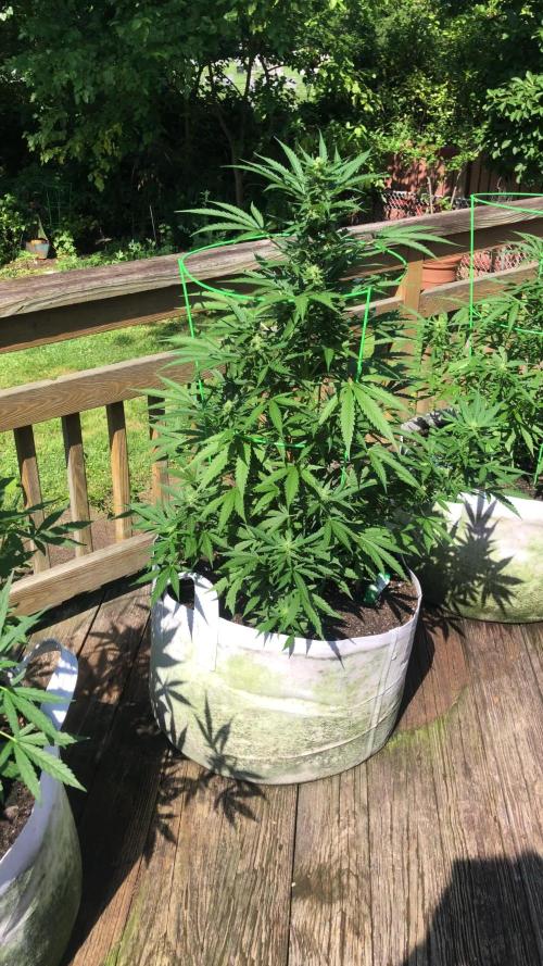 Fast Buds Stardawg Auto Outdoor