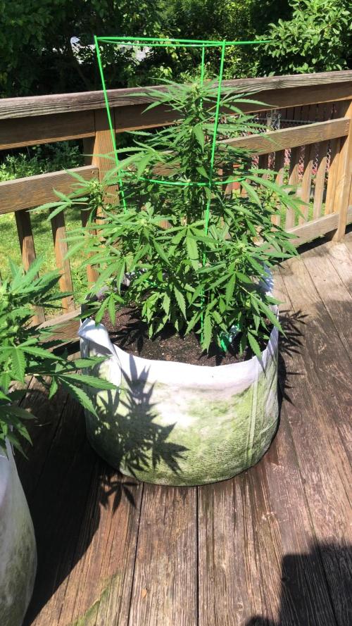 Fast Buds Lemon AK Auto Outdoor