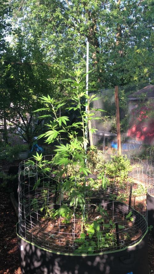 Fast Buds Rainbow Melon First Outdoor