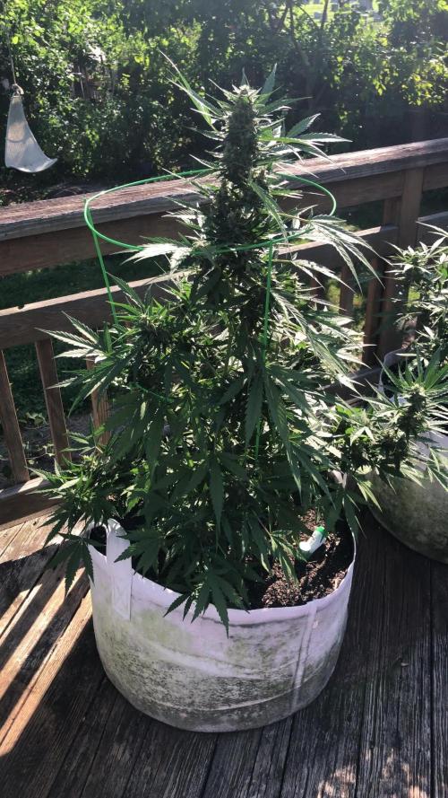 Fast Buds Stardawg Auto Outdoor