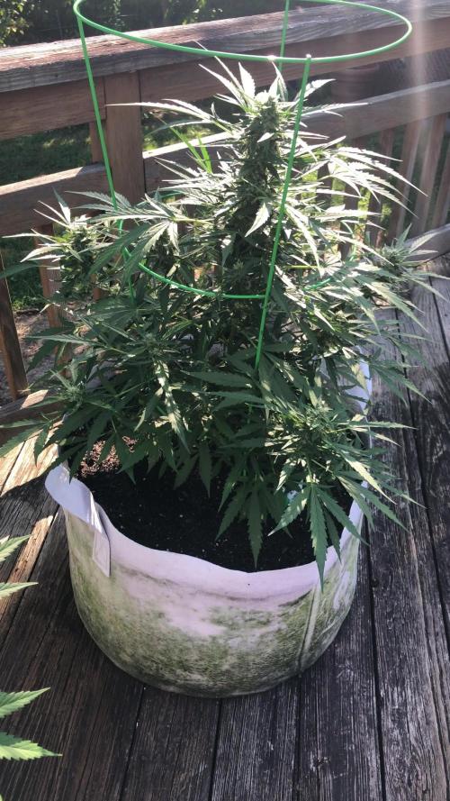 Fast Buds Lemon AK Auto Outdoor