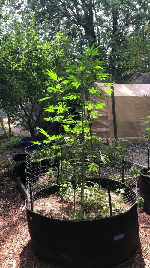 Fast Buds Rainbow Melon First Outdoor