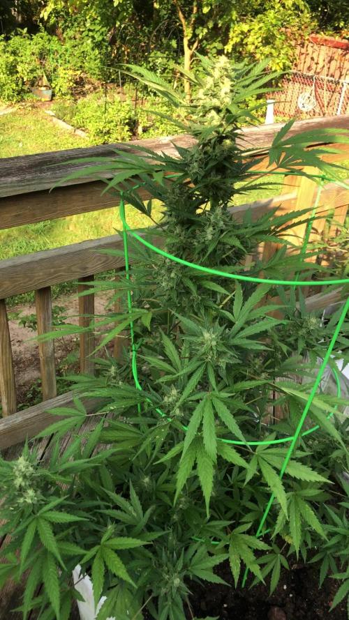 Fast Buds Stardawg Auto Outdoor