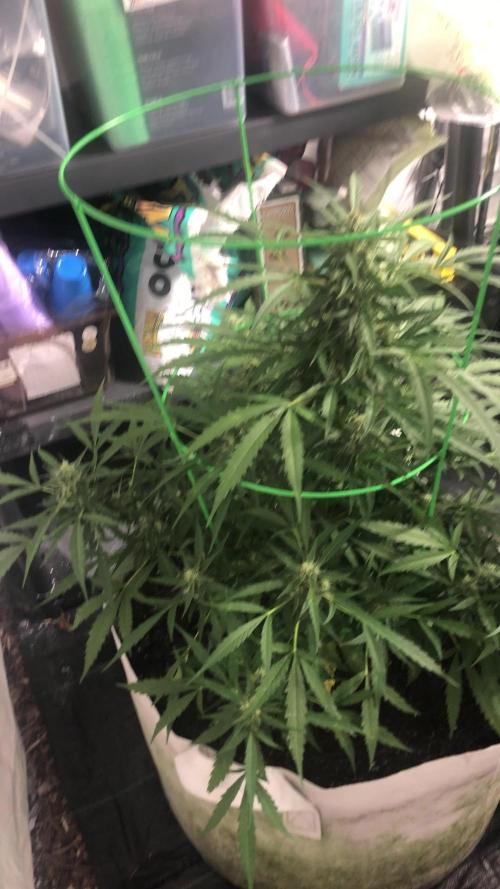 Fast Buds Lemon AK Auto Outdoor