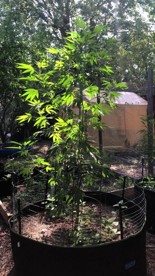 Fast Buds Rainbow Melon First Outdoor
