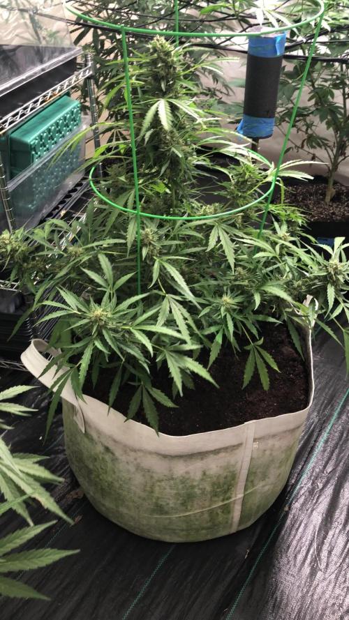 Fast Buds Lemon AK Auto Outdoor