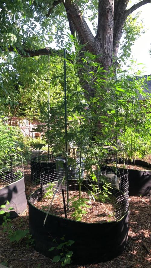 Fast Buds Rainbow Melon First Outdoor