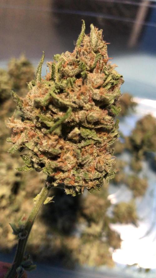 Fast Buds Lemon AK Auto Outdoor