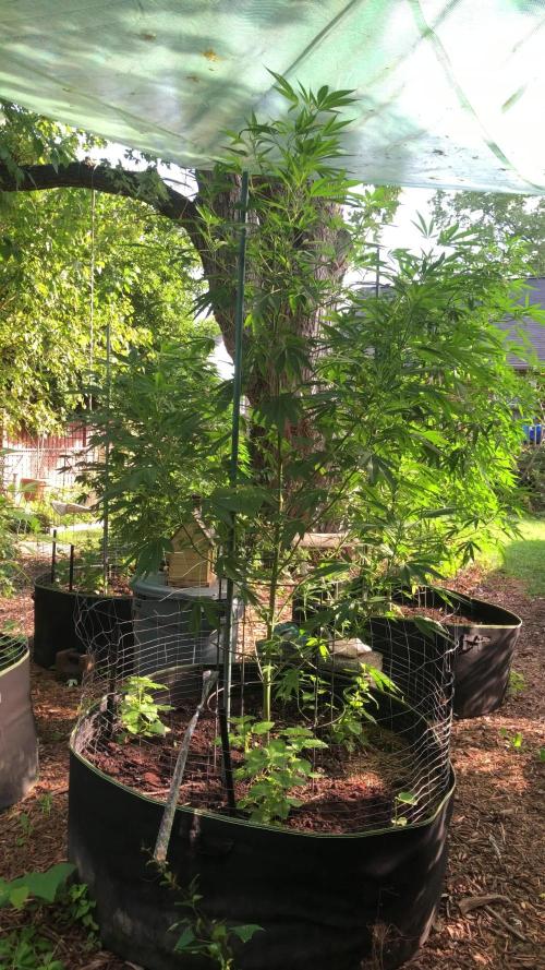Fast Buds Rainbow Melon First Outdoor