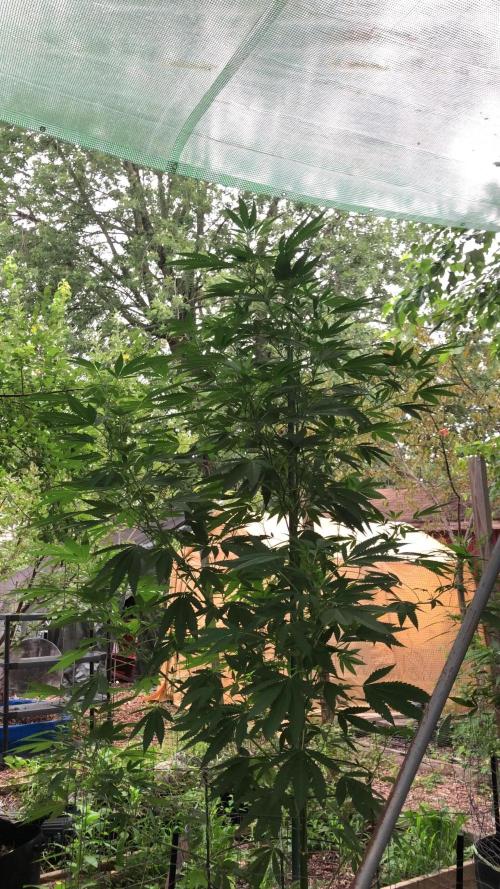 Fast Buds Rainbow Melon First Outdoor