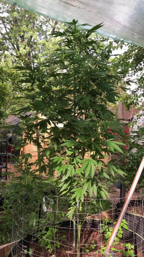 Fast Buds Rainbow Melon First Outdoor