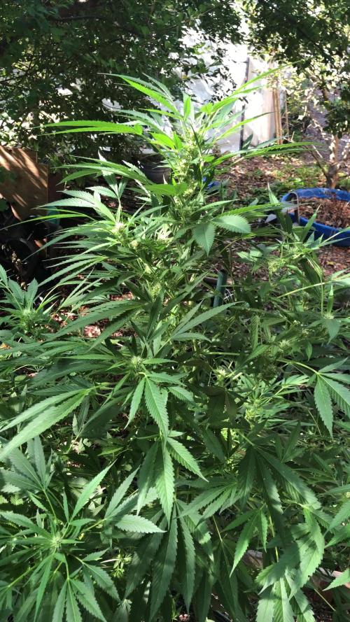 Fast Buds Rainbow Melon First Outdoor