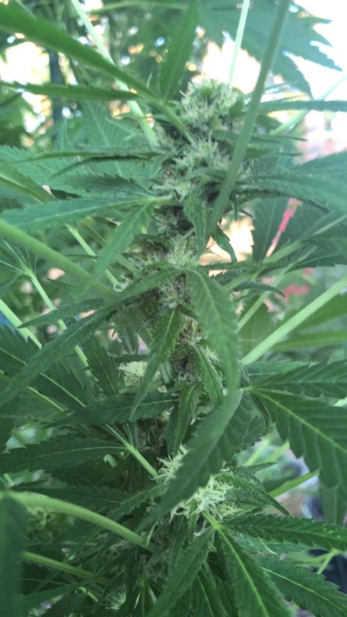 Fast Buds Rainbow Melon First Outdoor