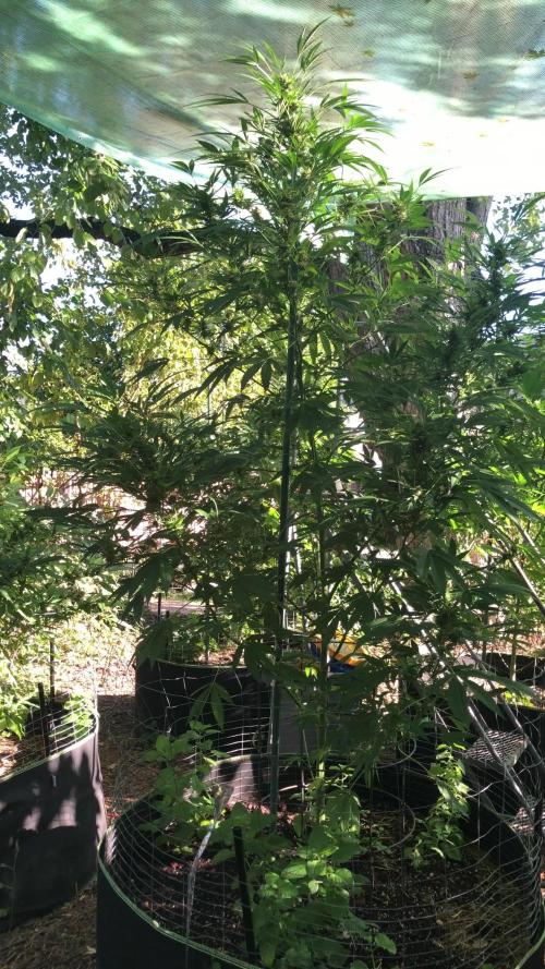 Fast Buds Rainbow Melon First Outdoor
