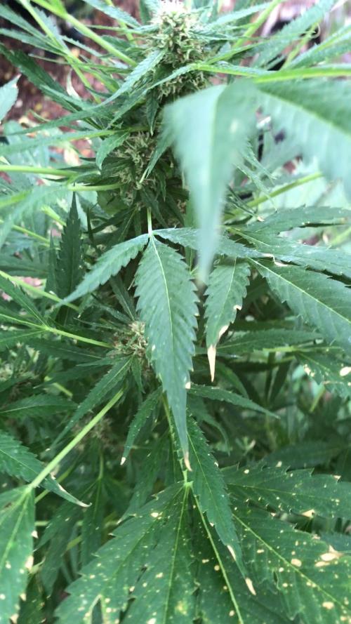 Fast Buds Rainbow Melon First Outdoor