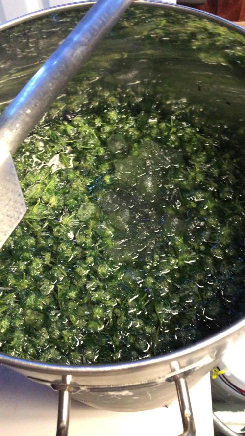 Fast Buds Rainbow Melon First Outdoor