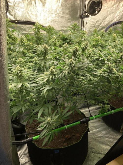 Gorilla Melon Fast Buds Indoor Fall. Week 15